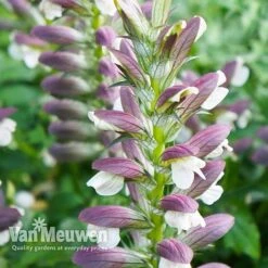 Acanthus Mollis -Bloomyard Flower Shop ACAN V61154 C