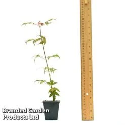 Acer Palmatum 'Atropurpureum' -Bloomyard Flower Shop ACER ATROPU7CM T44907 A