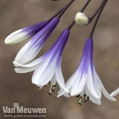 Agapanthus 'Fireworks' -Bloomyard Flower Shop AGA FIRE B