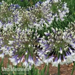 Agapanthus 'Fireworks' -Bloomyard Flower Shop AGA FIRE C