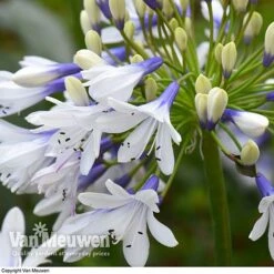 Agapanthus 'Twister' -Bloomyard Flower Shop AGAP V63766 D