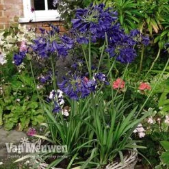 Agapanthus 'Flower Of Love' -Bloomyard Flower Shop AGAP V72561 D