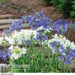 Agapanthus 'Ever Sapphire' -Bloomyard Flower Shop AGAP VKA3940 B