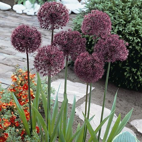 Allium 'Gladiator' 1 Allium 'Gladiator'