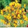 Alstroemeria 'Sweet Laura'