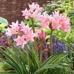 Amarcrinum Memoria-corsii 'Howardii' -Bloomyard Flower Shop AMAR V57485 A h