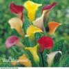 Calla Lily 'Spectrum Mix'