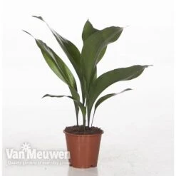 Aspidistra Elatior (House Plant) -Bloomyard Flower Shop ASPI VKA2850 A