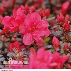 Azalea 'Dwarf Collection' -Bloomyard Flower Shop AZAL V53136 B