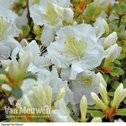 Azalea 'Dwarf Collection' -Bloomyard Flower Shop AZAL V53136 C