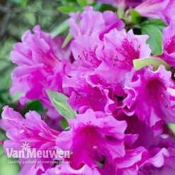 Azalea 'Dwarf Collection' -Bloomyard Flower Shop AZAL V53136 D