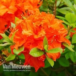 Azalea 'Dwarf Collection' -Bloomyard Flower Shop AZAL V53136 E