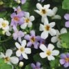 Bacopa Collection