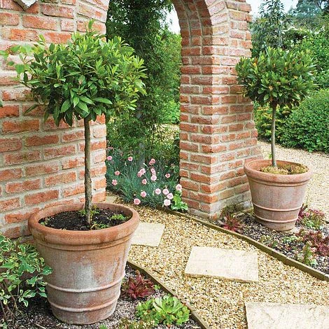 Bay Tree Standard 1 Bay Tree Standard