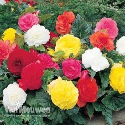Begonia 'Double Flowered Mixed' 9 Begonia 'Double Flowered Mixed' -Bloomyard Flower Shop BEGO 12544 A