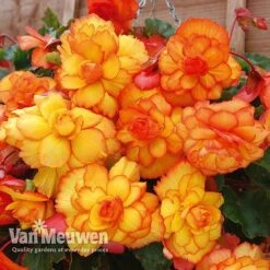 Begonia 'Cascading Fireball' 5 Begonia 'Cascading Fireball' -Bloomyard Flower Shop BEGO 69301 C
