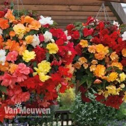 Begonia 'Illumination Mixed' -Bloomyard Flower Shop BEGO P86758 B