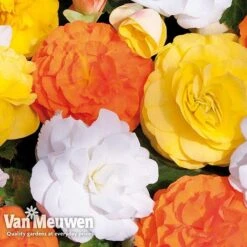 Begonia 'Nonstop Citrus Mix' 11 Begonia 'Nonstop Citrus Mix' -Bloomyard Flower Shop BEGO V48976 C