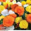 Begonia 'Nonstop Citrus Mix'