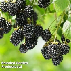 Blackberry 'Black Cascade' -Bloomyard Flower Shop BLAC BLACKCASC L38071