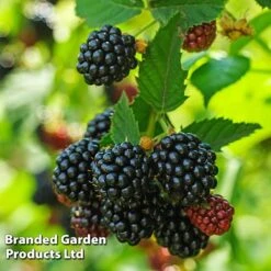 Blackberry 'Black Cascade' -Bloomyard Flower Shop BLAC BLACKCASC L38072