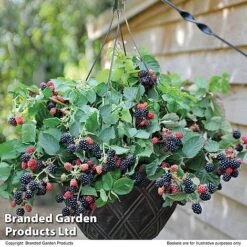 Blackberry 'Black Cascade' -Bloomyard Flower Shop BLAC BLACKCASC T11897
