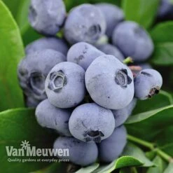 Blueberry 'Full Season Collection' -Bloomyard Flower Shop BLUE V45268P C