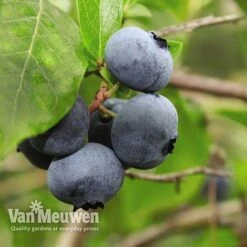 Blueberry 'Full Season Collection' -Bloomyard Flower Shop BLUE V45268P D