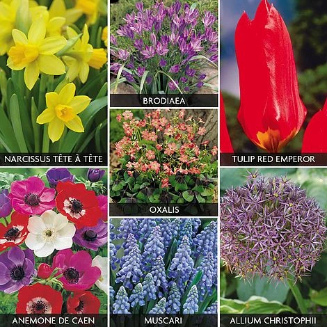 Mixed Bulb Collection 1 Mixed Bulb Collection