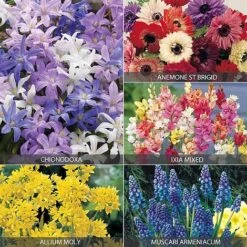 Bloomyard Flower Shop -Bloomyard Flower Shop BULB V68514 A h