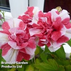 Petunia 'Cherry Ripple' (Tumbelina Series) 7 Petunia 'Cherry Ripple' (Tumbelina Series) -Bloomyard Flower Shop BrandedGP Copyright Image cherry3