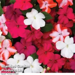 Nurseryman’s Choice Summer Favourites -Bloomyard Flower Shop BrandedGP Copyright Image red impa