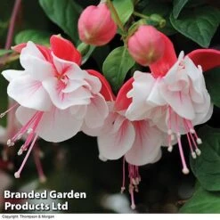 Fuchsia 'Swingtime' -Bloomyard Flower Shop BrandedGP Copyright Image swingtime3