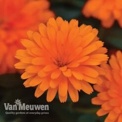 Calendula 'Power Daisy' Collection -Bloomyard Flower Shop CALE VKA1013 C