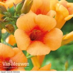 Campsis X Tagliabuana 'Indian Summer' -Bloomyard Flower Shop CAMP V63780 F