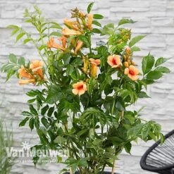 Campsis X Tagliabuana 'Indian Summer' -Bloomyard Flower Shop CAMP V63780 c