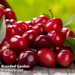 Cherry 'Sylvia' (Mini Fruit Tree) -Bloomyard Flower Shop CHER T10442 D