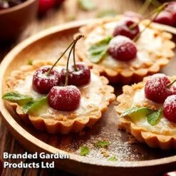 Cherry 'Sylvia' (Mini Fruit Tree) -Bloomyard Flower Shop CHER T10442 F