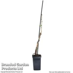 Cherry 'Sylvia' (Mini Fruit Tree) -Bloomyard Flower Shop CHER T10442 G