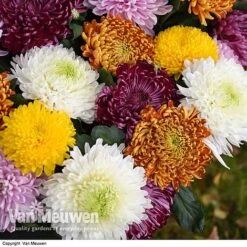 Chrysanthemum 'Incurved Mixed' -Bloomyard Flower Shop CHRY 72960 A
