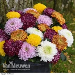 Chrysanthemum 'Incurved Mixed' -Bloomyard Flower Shop CHRY 72960 B