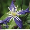 Clematis X Aromatica