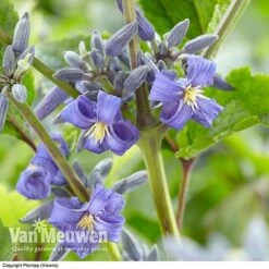 Clematis 'New Love' -Bloomyard Flower Shop CLEM V56881 A1