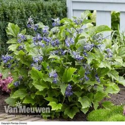 Clematis 'New Love' -Bloomyard Flower Shop CLEM V56881 C