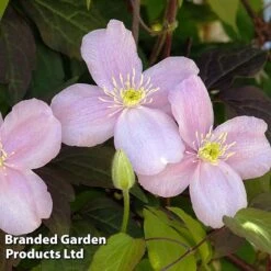 Clematis Montana 'Mayleen' -Bloomyard Flower Shop CLEM MAYLEEN L39278