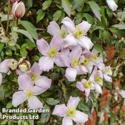 Clematis Montana 'Mayleen' -Bloomyard Flower Shop CLEM MAYLEEN L39280