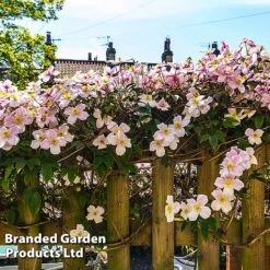 Clematis Montana 'Mayleen' -Bloomyard Flower Shop CLEM MAYLEEN L39281