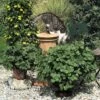 Coleus Canina 'Scaredy Cat'