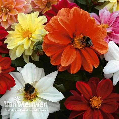 Dahlia 'Patio Choice' Mix 2 Dahlia 'Patio Choice' Mix - Image 2