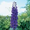 Delphinium 'Black Knight'